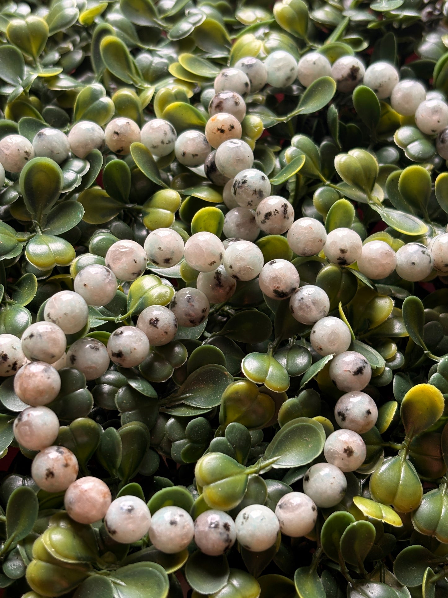 Kiwi Jasper 🥝